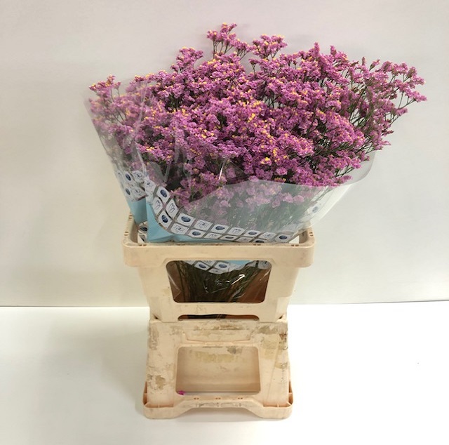 Limonium anouchka diamond.jpg